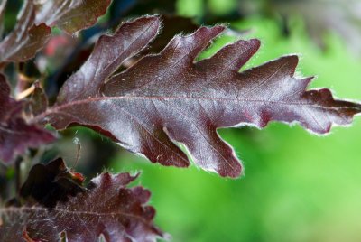 Fagus sylvatica 'Rohanii' - buk lesní (22) - list